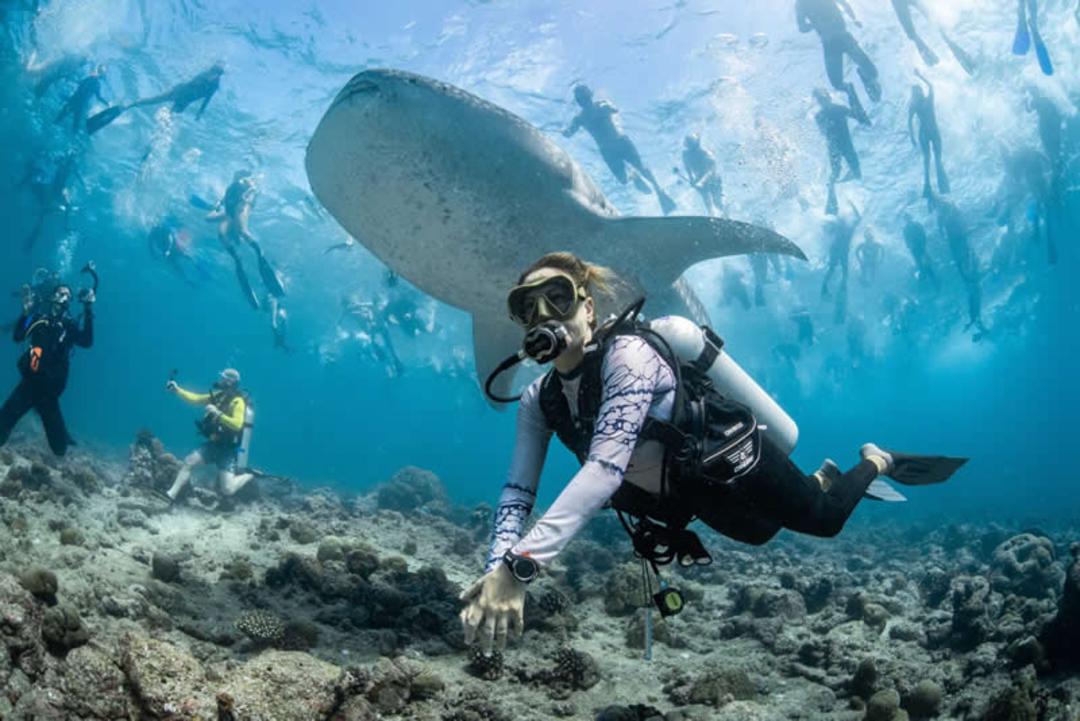 نهال کوسه (Whale Shark) در کنار غواصان در بستر مرجان‌های اقیانوس