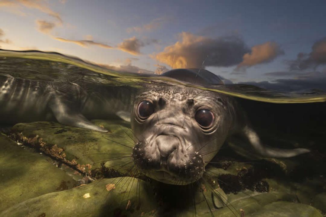 فک (Seal) در آب‌های کم‌عمق با پس‌زمینه‌ای از آسمان هنگام غروب
