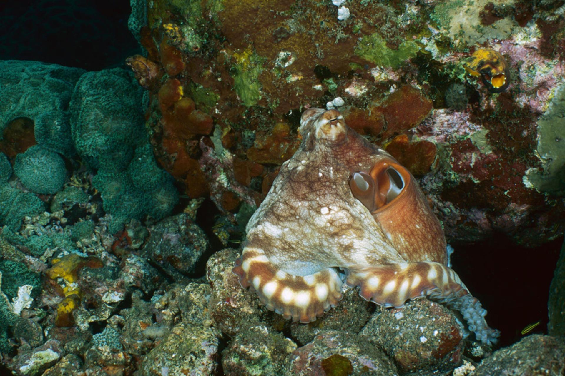 اختاپوس (Octopus) با الگوی خال‌دار روی صخره‌های زیر آب