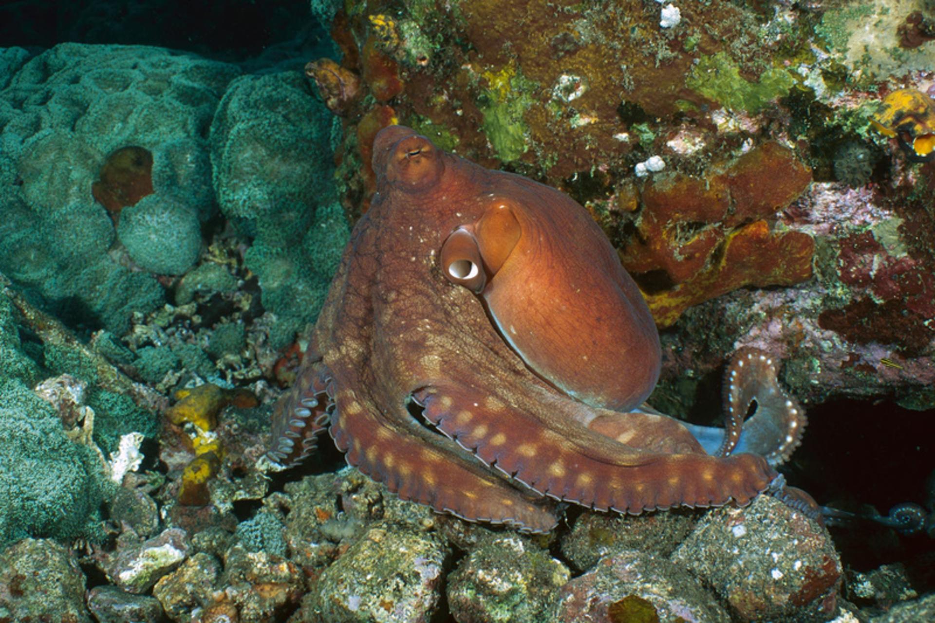 اختاپوس (Octopus) قهوه‌ای رنگ روی صخره‌های مرجانی در اعماق دریا