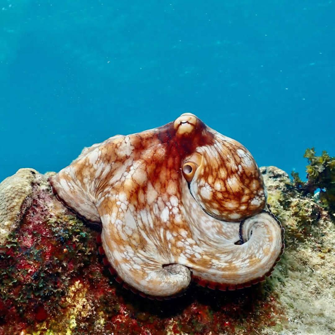 هشت‌پا (Octopus) با رنگ قهوه‌ای و سفید روی یک صخره زیر آب