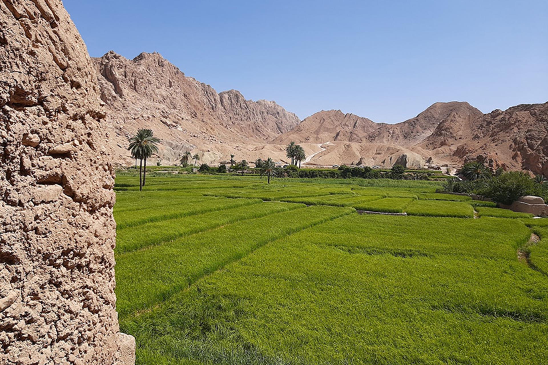 شالیزار سرسبز در روستای ازمیغان