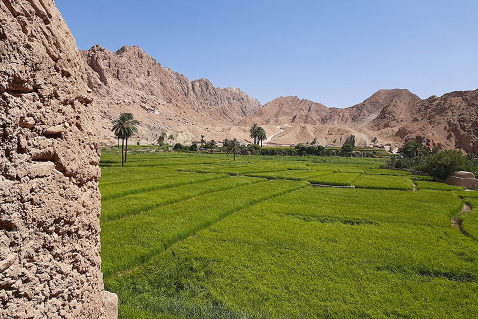 شالیزار سرسبز در روستای ازمیغان