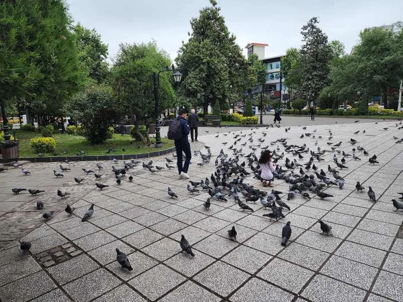 فضای سبز و کبوتران سبزه میدان رشت