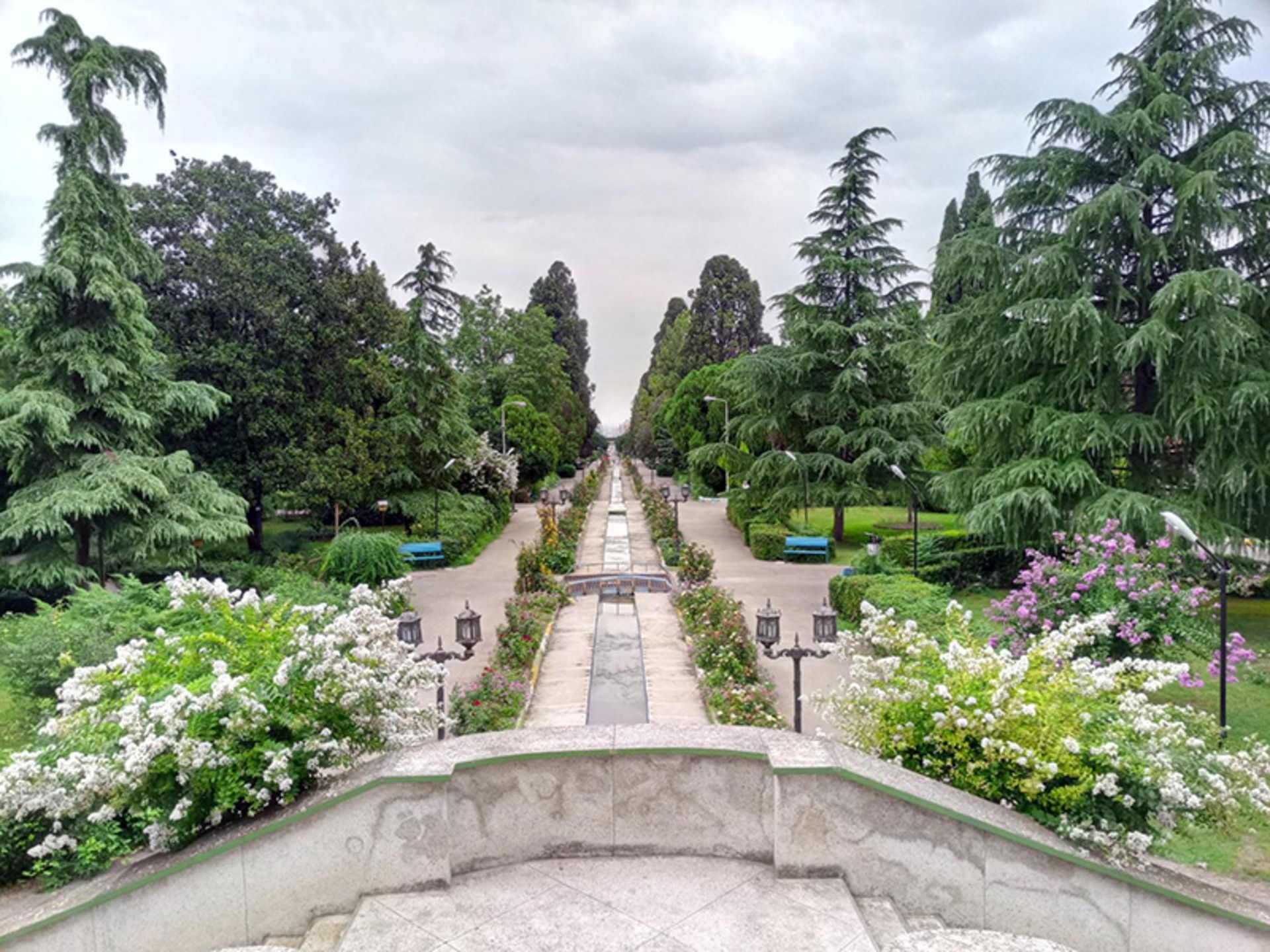 گیاهان سرسبز در پارک ملت بهشهر