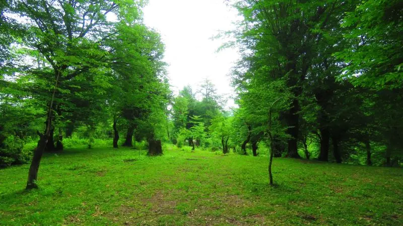 طبیعت سرسبز جنگل لفور