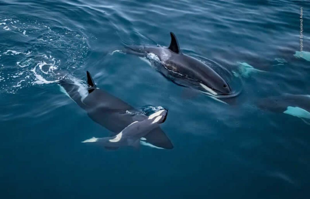 اورکا (Orca) در حال شنا در آب‌های آبی و شفاف اقیانوس