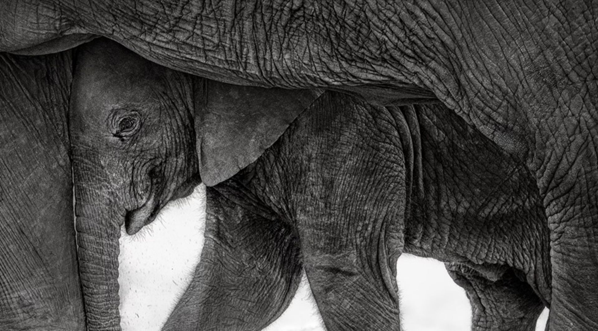 بچه فیل زیر سایه مادرش