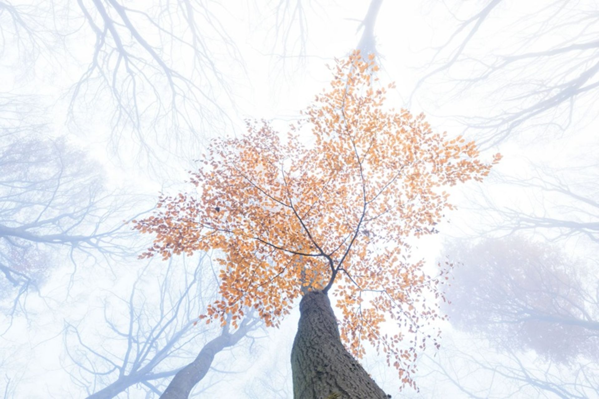 درخت راش با برگ‌های پاییزی