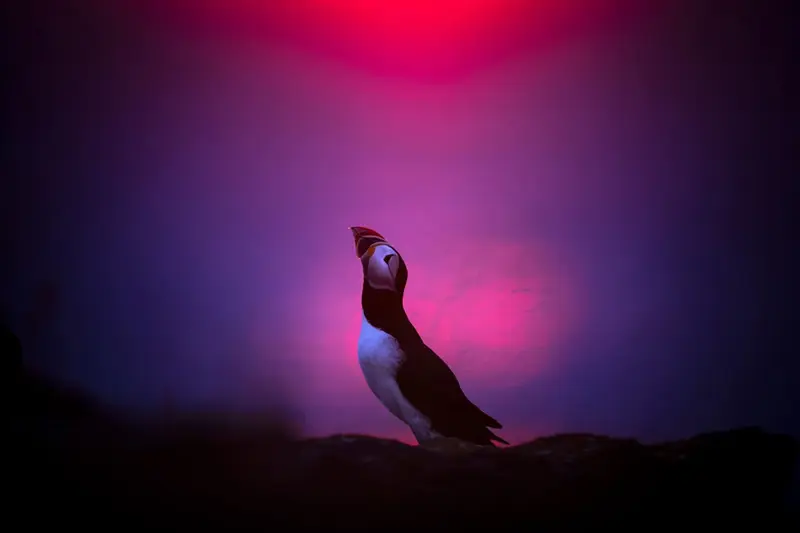 پرنده آوازه خوان در غروب