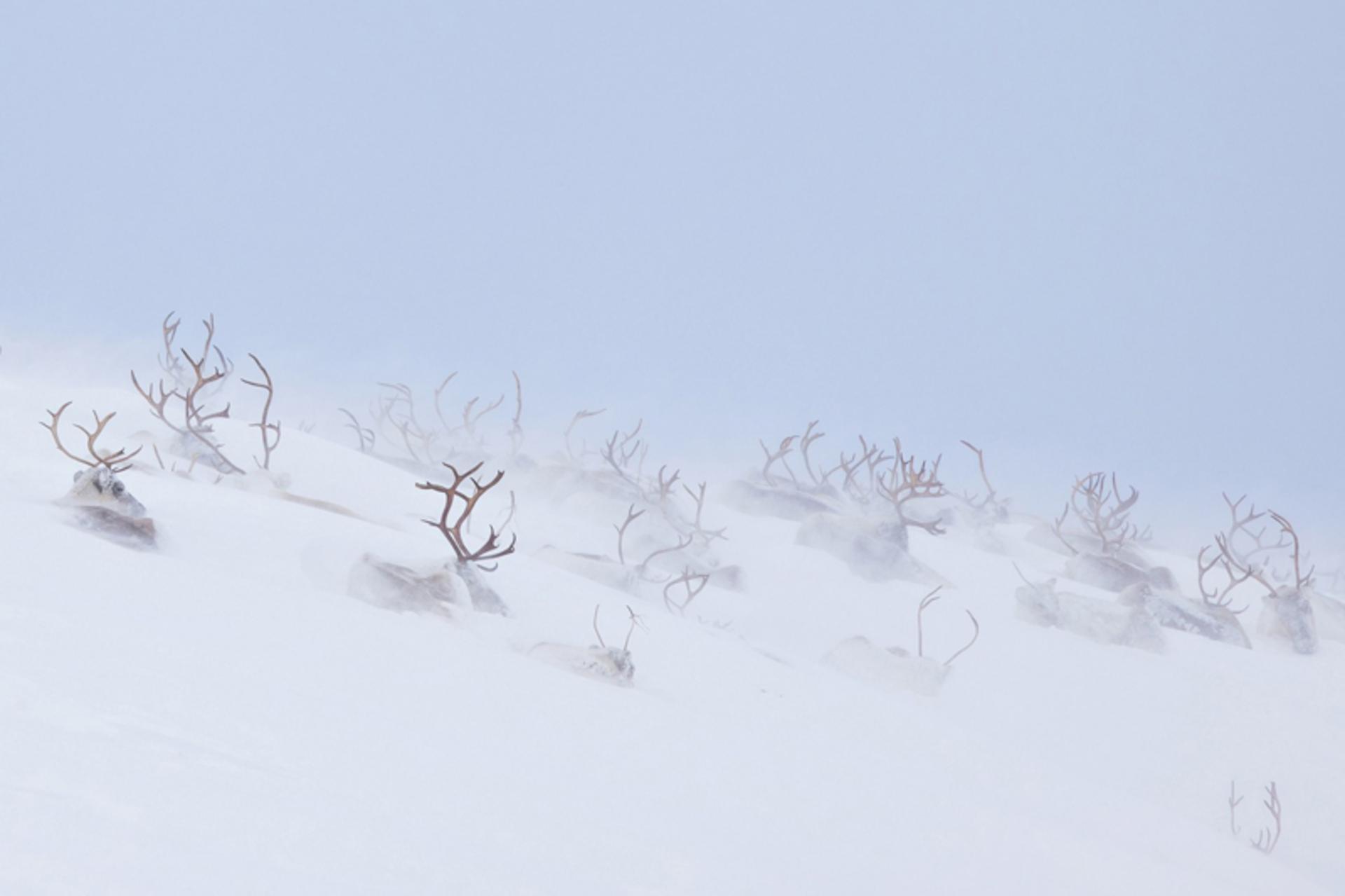 گله‌ای از گوزن شمالی در یک منظره برفی و مه‌آلود