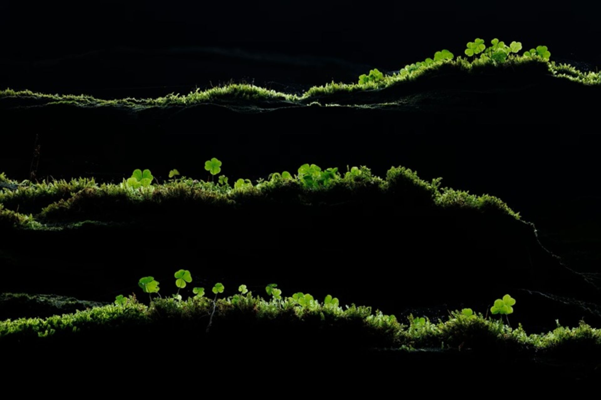 خزه‌ها، سرخس‌ها و گیاه ترشک چوبی