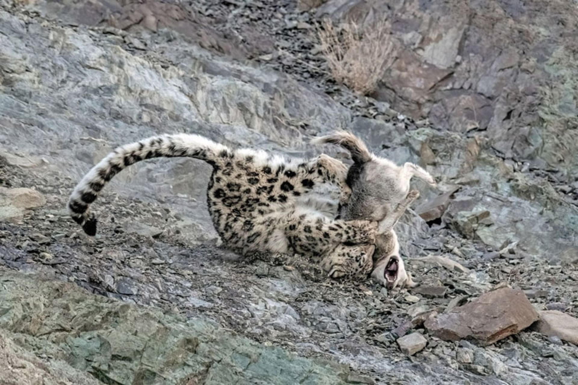 نزاع پلنگ و سگ