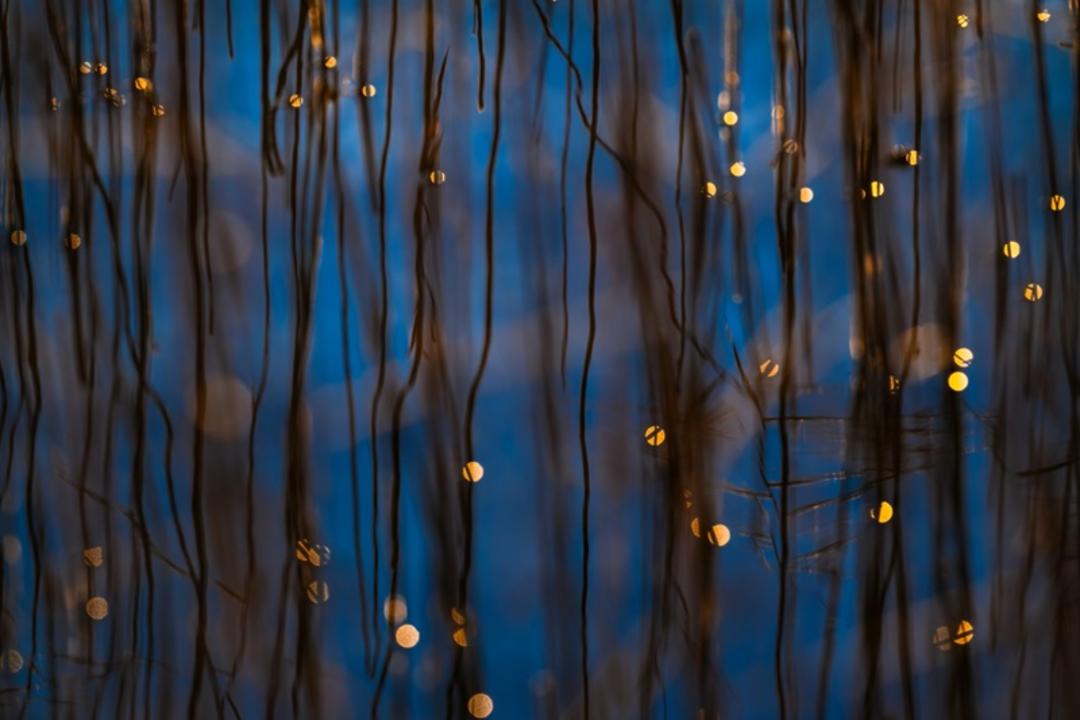 نی‌ها و انعکاس‌های درخشان نور خورشید در آب‌های سرد و آبی دریاچه اشتارنبرگ