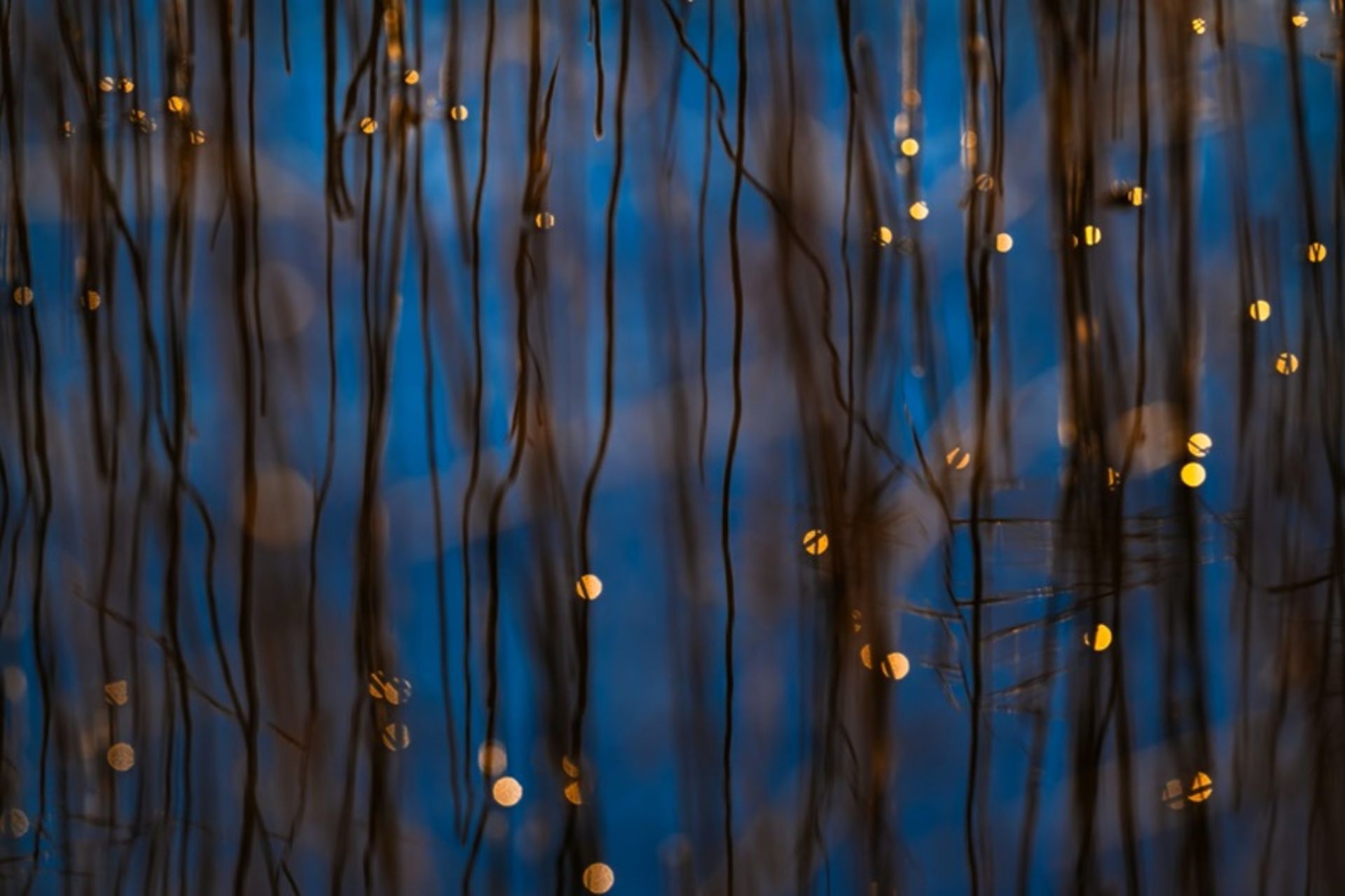 نی‌ها و انعکاس‌های درخشان نور خورشید در آب‌های سرد و آبی دریاچه اشتارنبرگ