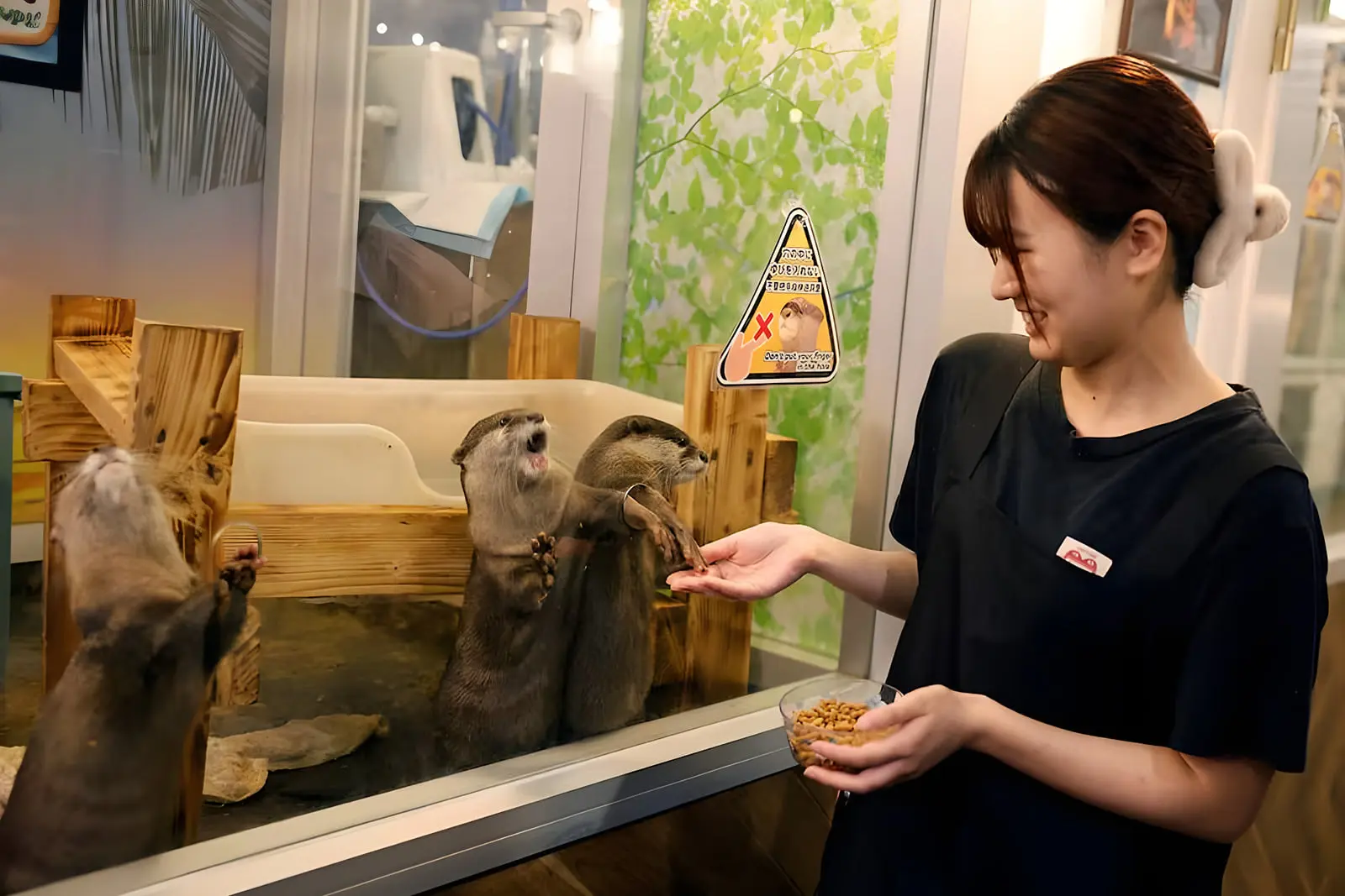 سمورهای (Otters) داخل یک کافه در ژاپن در حال دریافت غذا از دست کارگر هستند