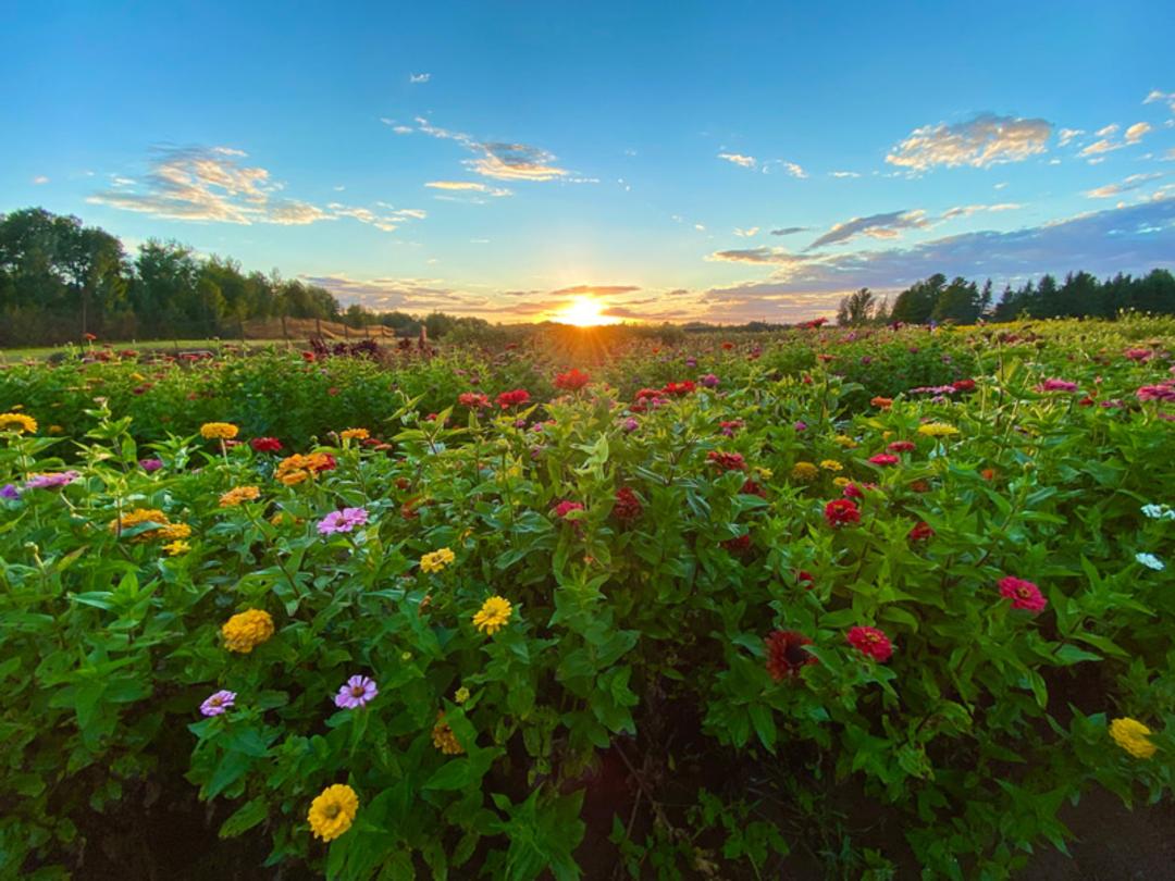 مزرعه کاشت گل و گیاه تزئینی