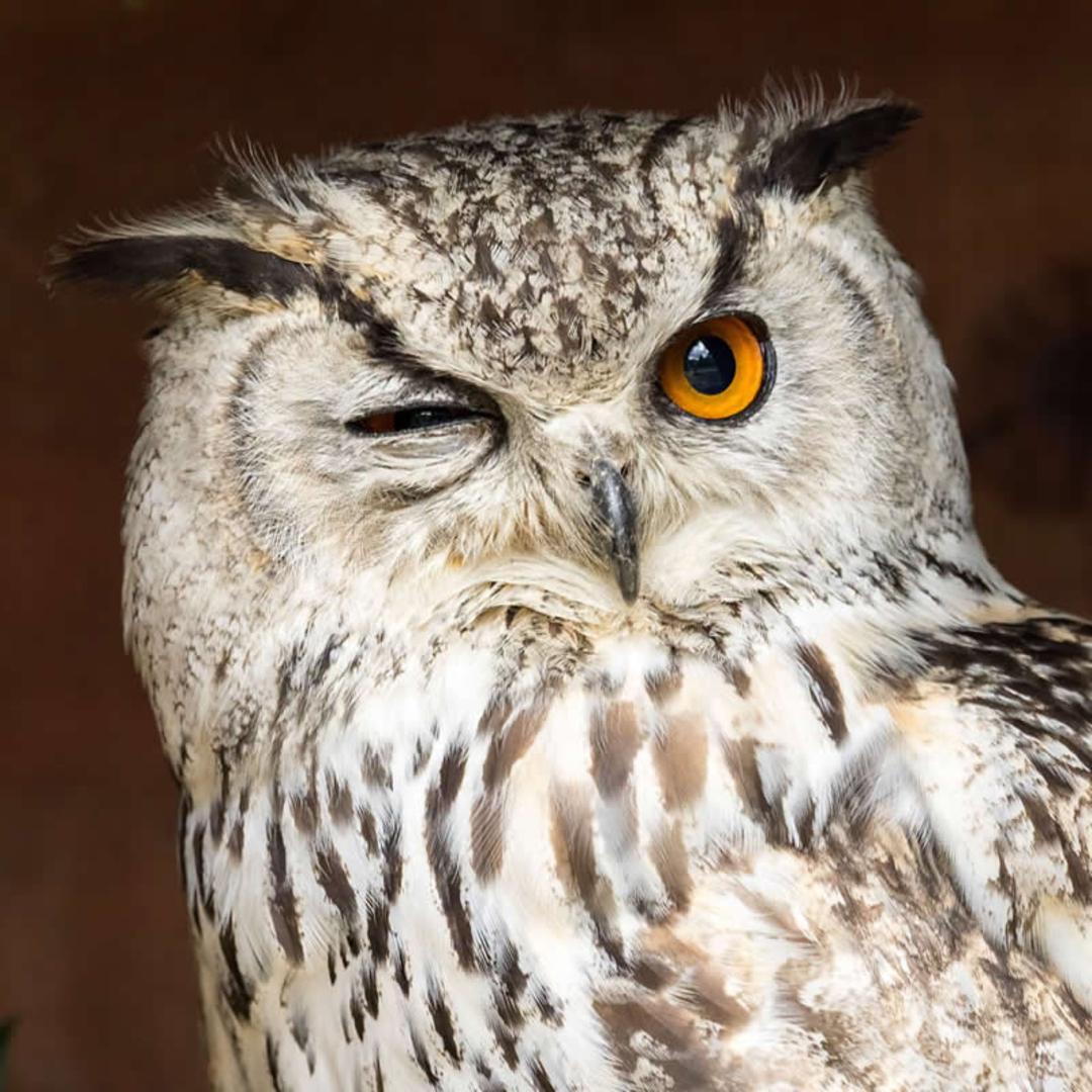 جغد (Owl) با یک چشم باز و یک چشم بسته در طبیعت