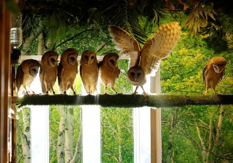 گروهی از جغدها (Owls) روی یک شاخه در کافه حیوانات قرار دارند