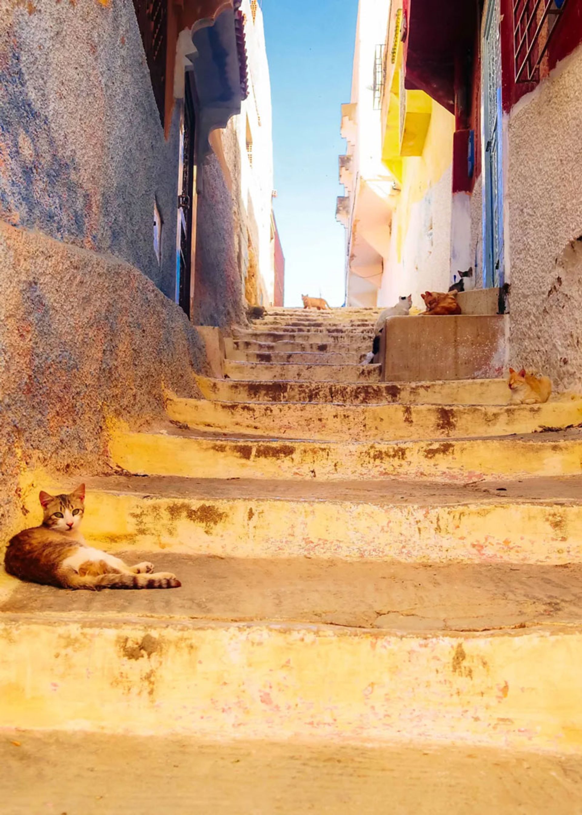 گربه‌های روی پله‌های سنگی مولای ادریس