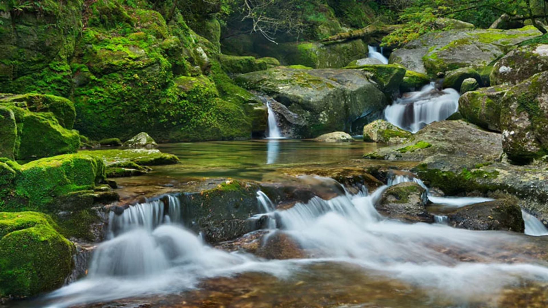 روخانه ای جنگلی در ژاپن