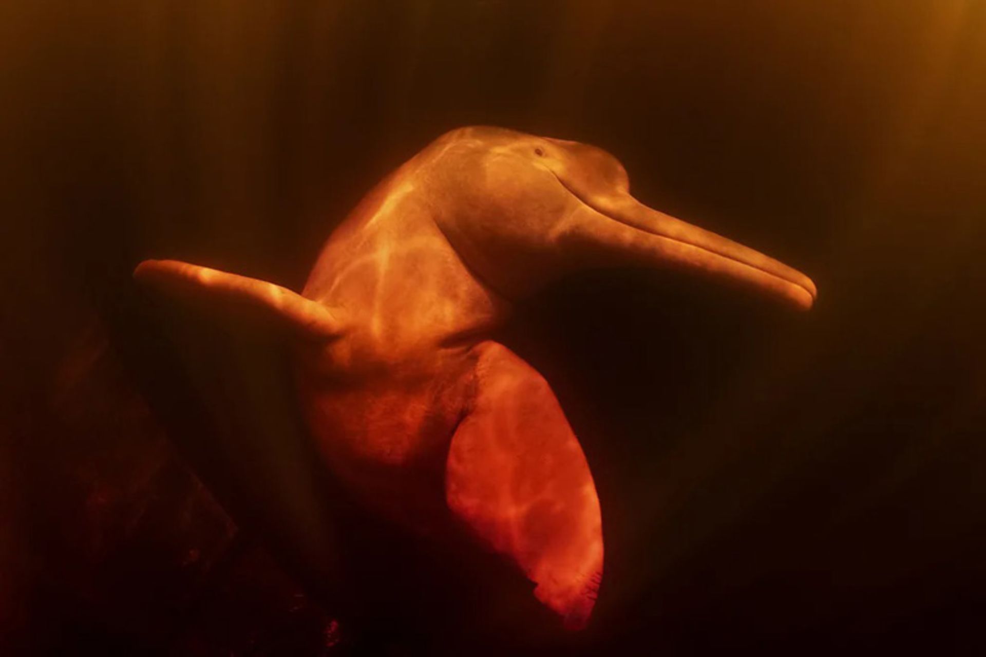 دلفین‌ صورتی رودخانه‌ای