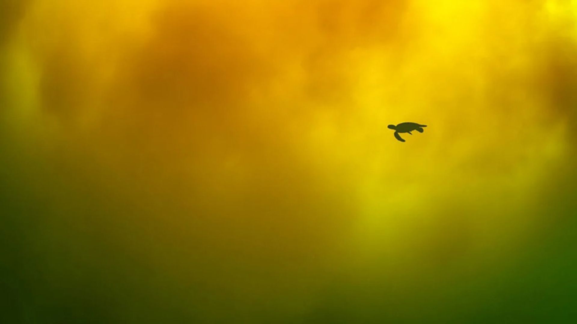 یک لاک‌پشت در آب‌های غنی از آهن در سواحل ژاپن