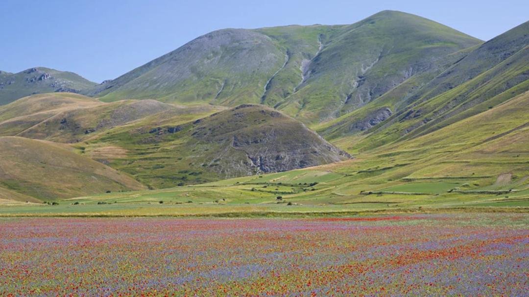 دشت رنگارنگ مزارع عدس در روستایی در ایتالیا