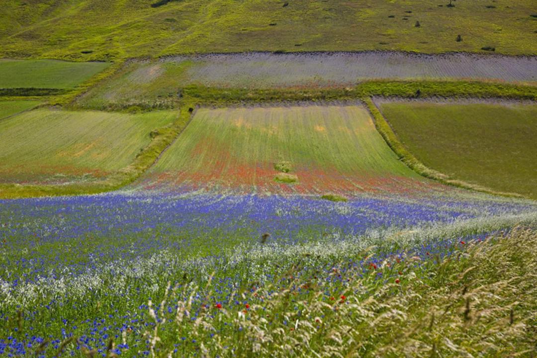 دشت رنگارنگ مزارع عدس در روستایی در ایتالیا