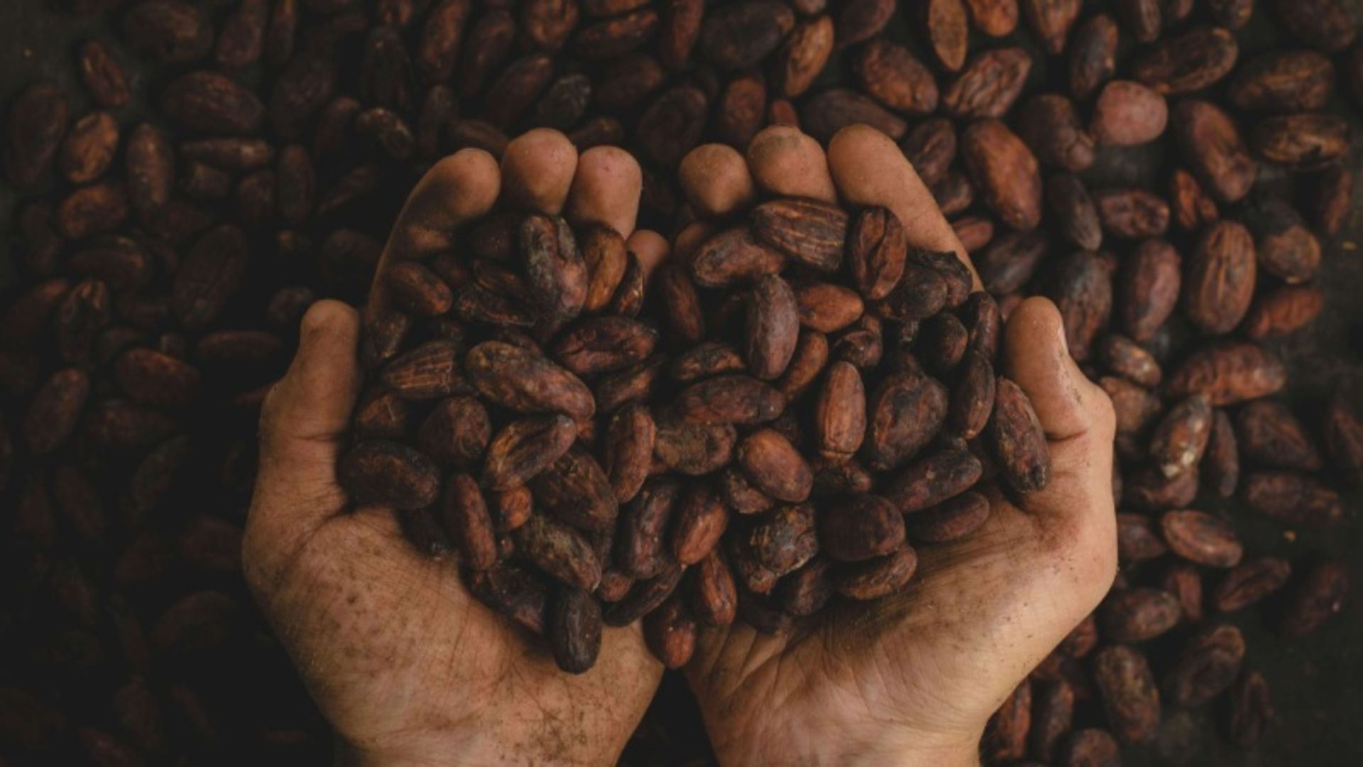 دانه های کاکائو در دستان یک مرد
