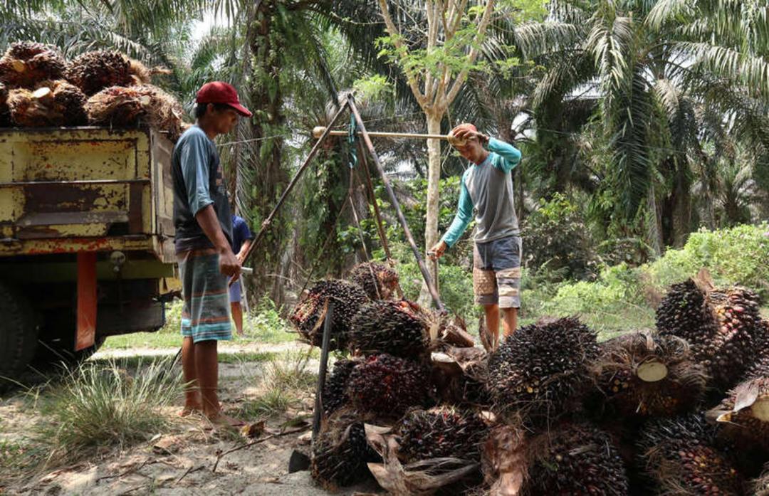 میوه‌های نخل روغن (Palm Oil) در کنار کارگران در مزارع کشاورزی