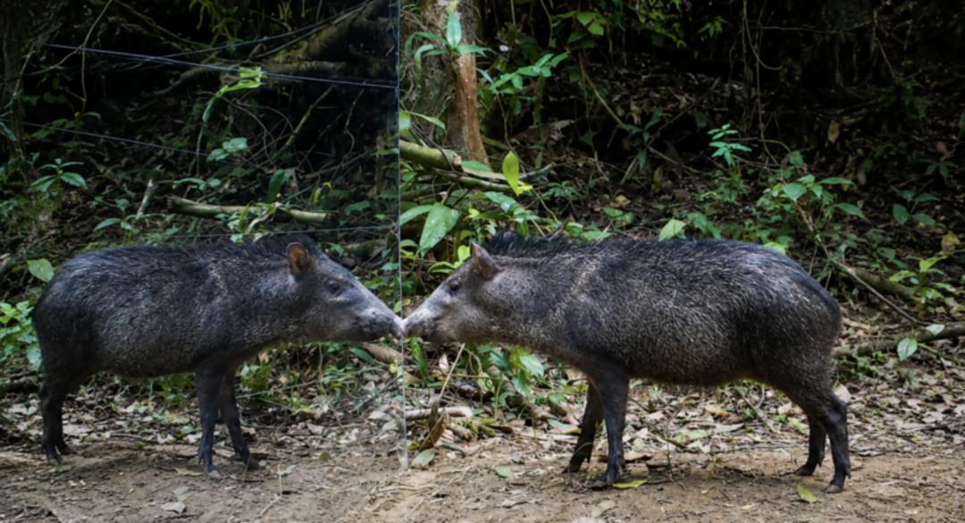 گراز (Peccary) در حال مشاهده تصویر خود در یک آینه بزرگ