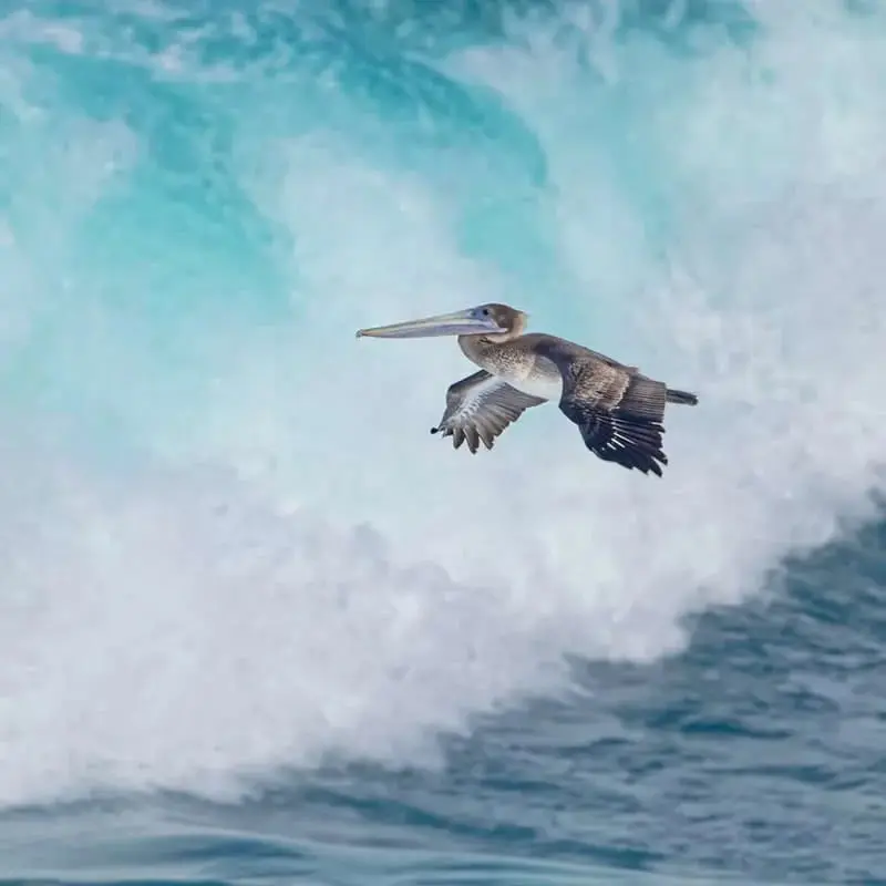 پلیکان (Pelican) در حال پرواز بر فراز امواج بزرگ دریا