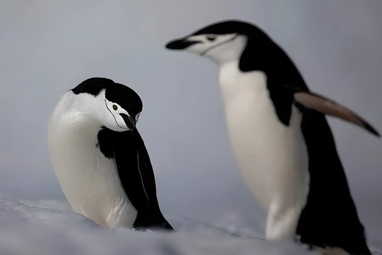 پنگوئن‌های قطب جنوب (Antarctic Penguins) روی سطح برف ایستاده‌اند
