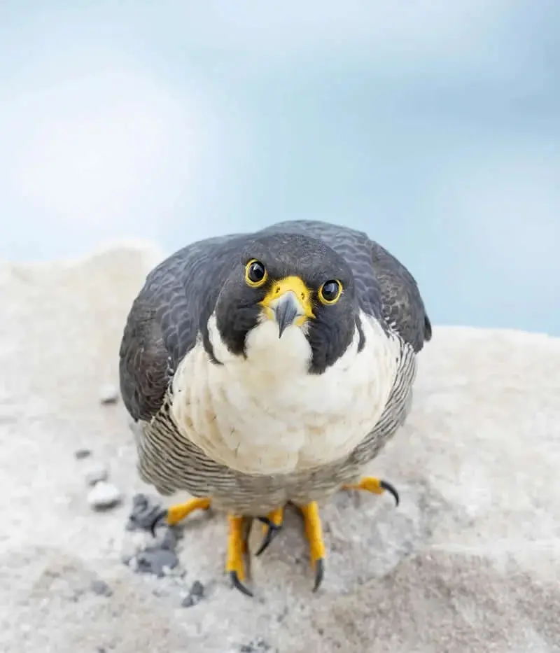 شاهین (Peregrine Falcon) با چشم‌های زرد روی یک صخره سفید ایستاده است