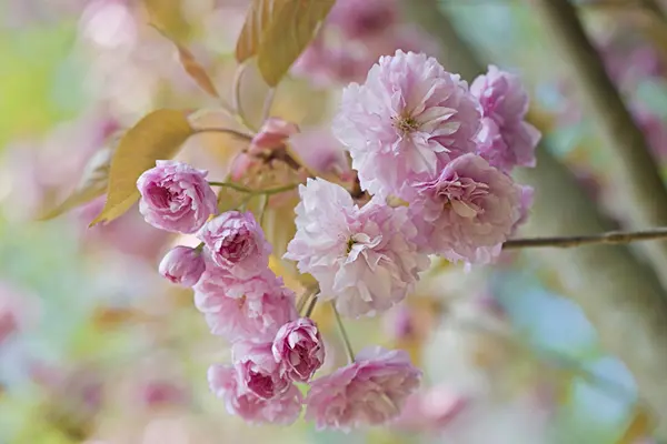 شکوفه‌های صورتی (Cherry Blossoms) روی شاخه درخت در فصل بهار