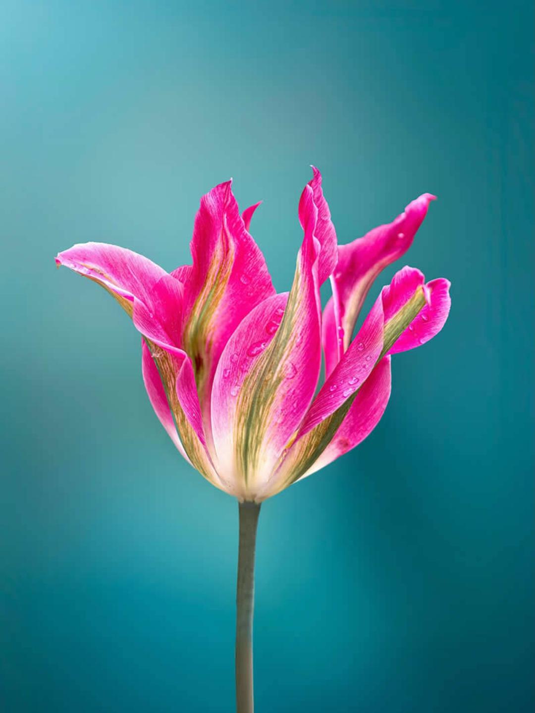 گل توئیل (Tulip) صورتی با قطرات شبنم روی گلبرگ‌ها