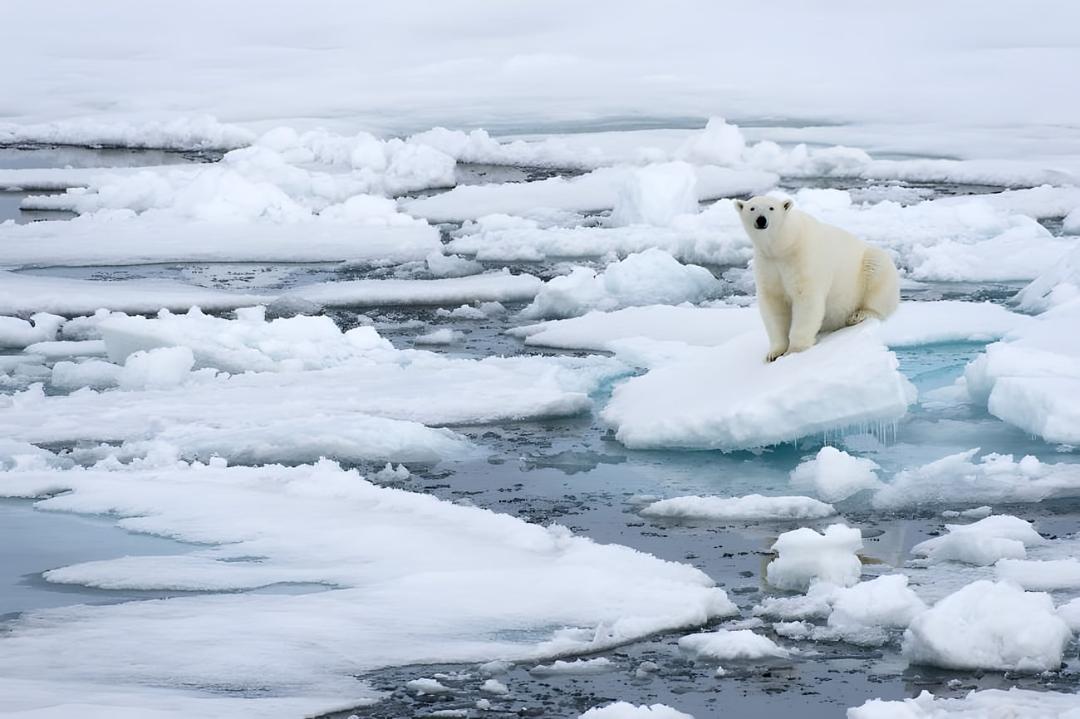 خرس قطبی (Polar Bear) روی یک تکه یخ در اقیانوس منجمد