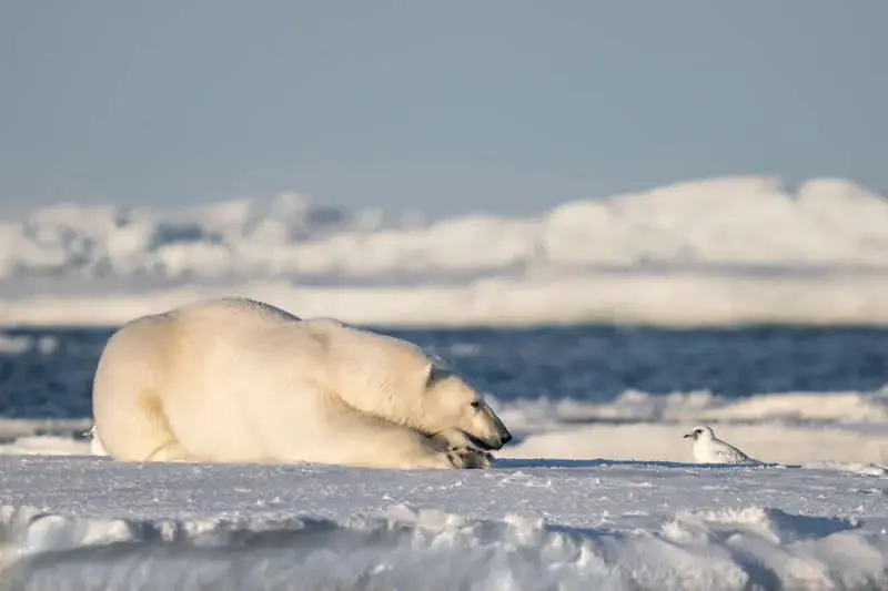 خرس قطبی (Polar Bear) در حال استراحت روی لایه ضخیم برف و یخ