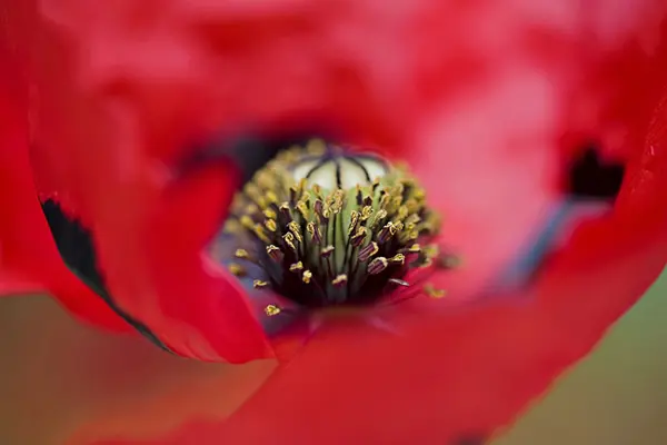 بافت گلبرگ‌های قرمز و قسمت مرکزی گل شقایق (Poppy) با استمان‌های زرد رنگ