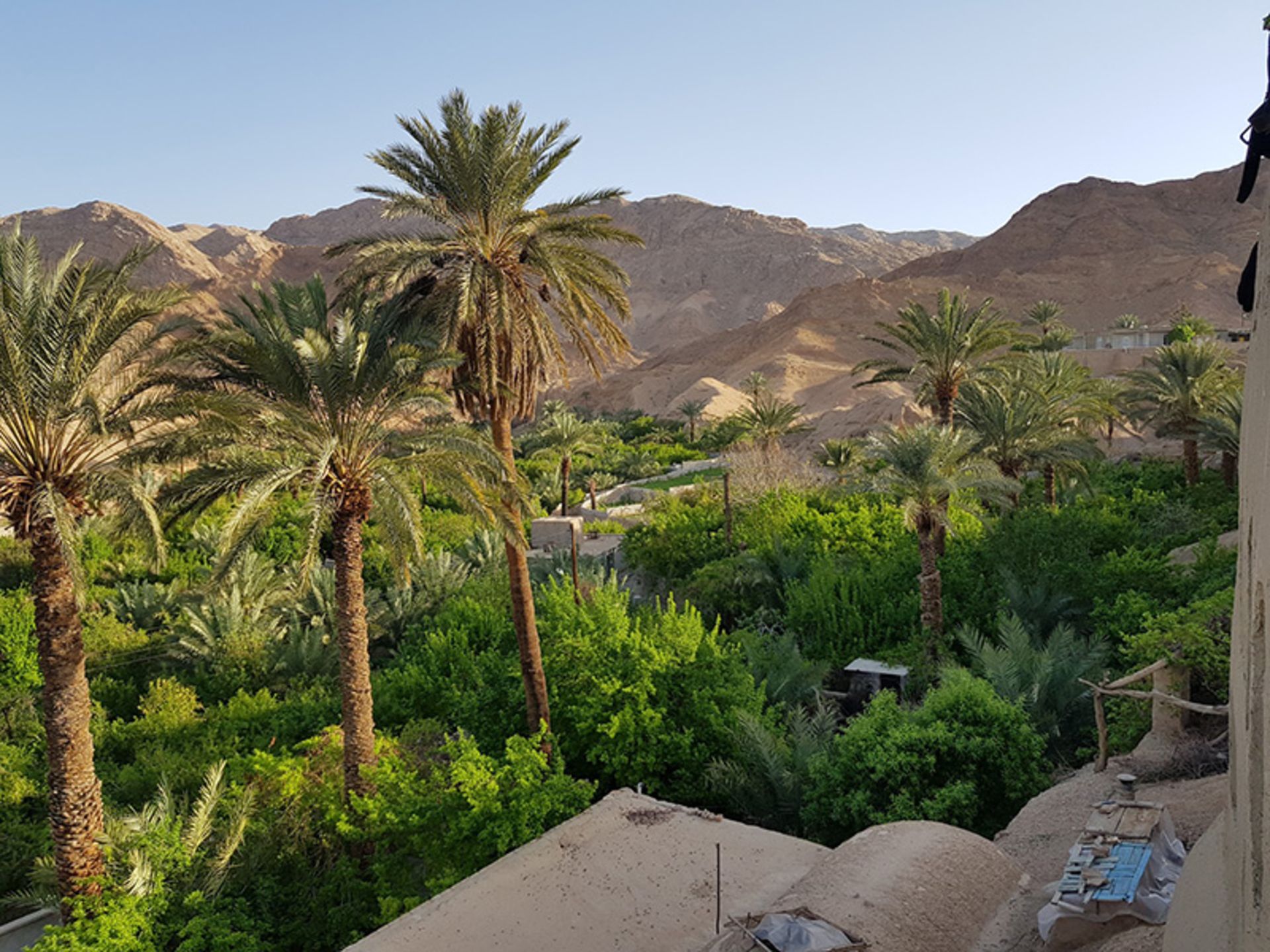 نخل ها و شالیزارهای روستای ازمیغان