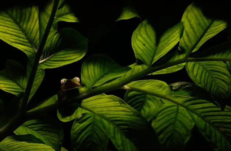 قورباغه روی شاخه گیاهی سبز