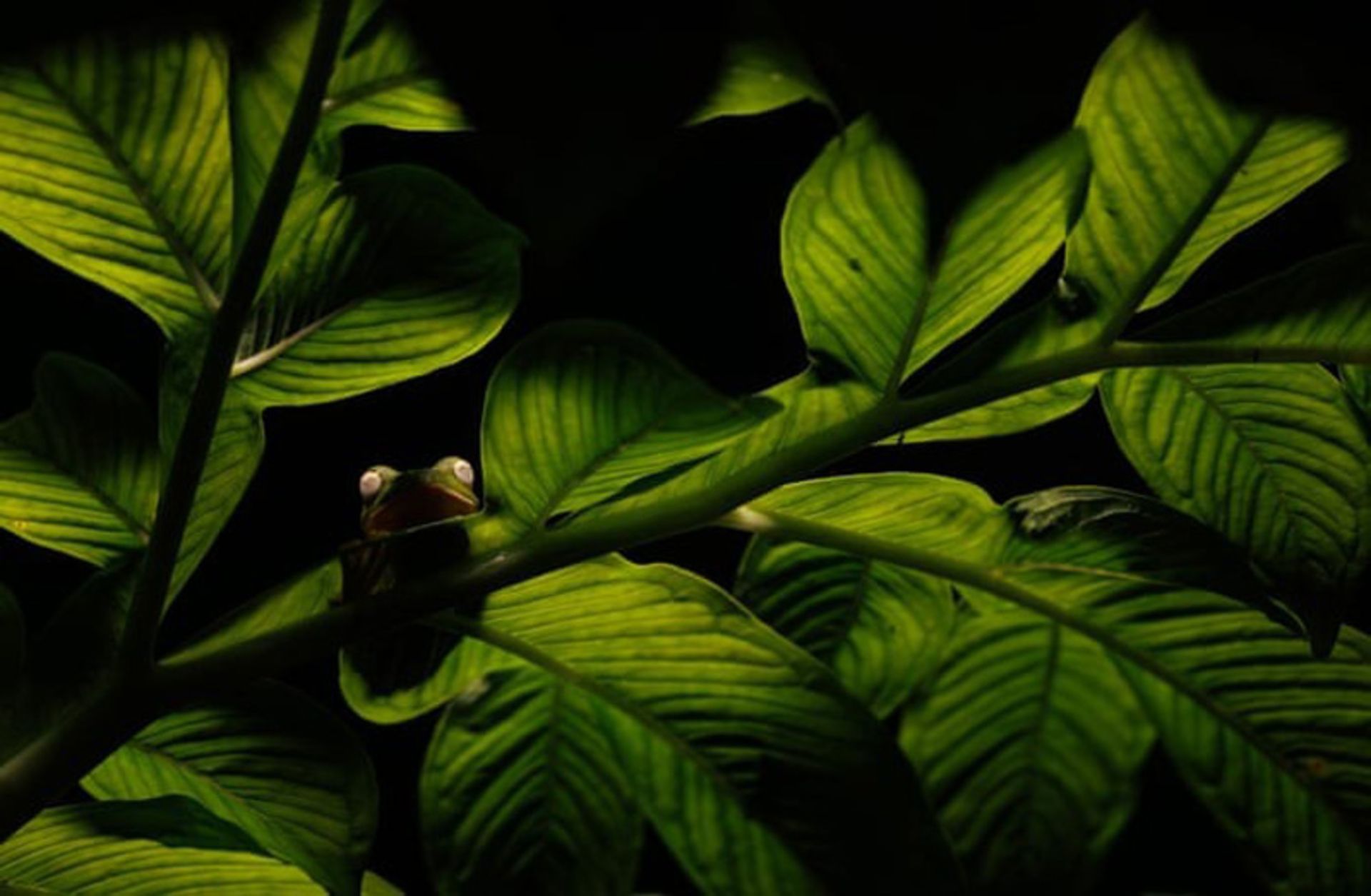 قورباغه روی شاخه گیاهی سبز