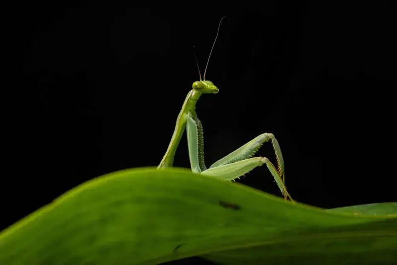 حشره مانتیس (Praying Mantis) سبز رنگ روی سطح یک برگ در پس‌زمینه سیاه