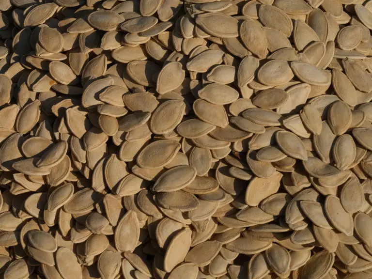 تخمه کدو (Pumpkin Seeds) خشک و کامل در نمای نزدیک