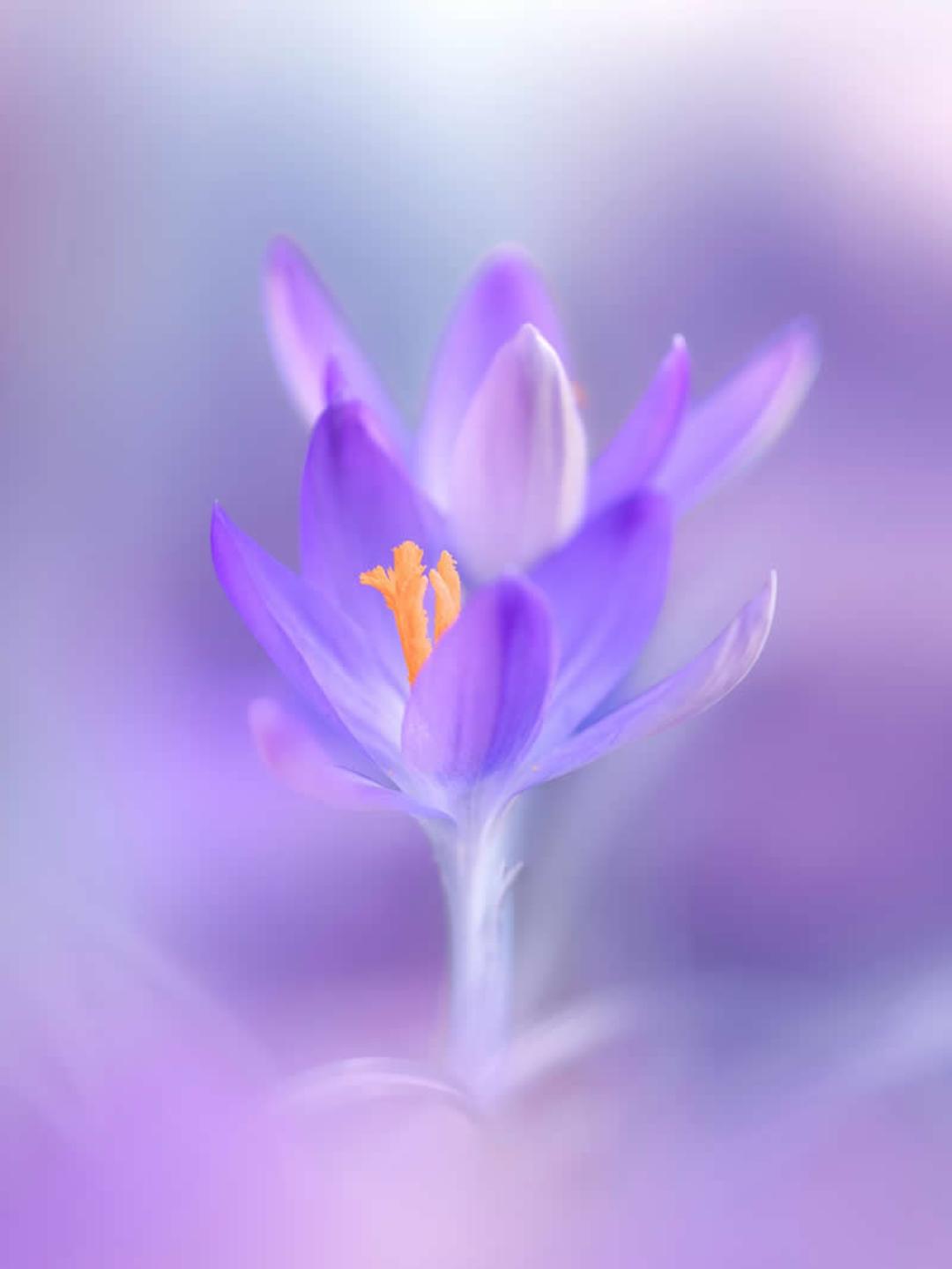 گل بنفش (Crocus) با استمان نارنجی در پس‌زمینه‌ای مات