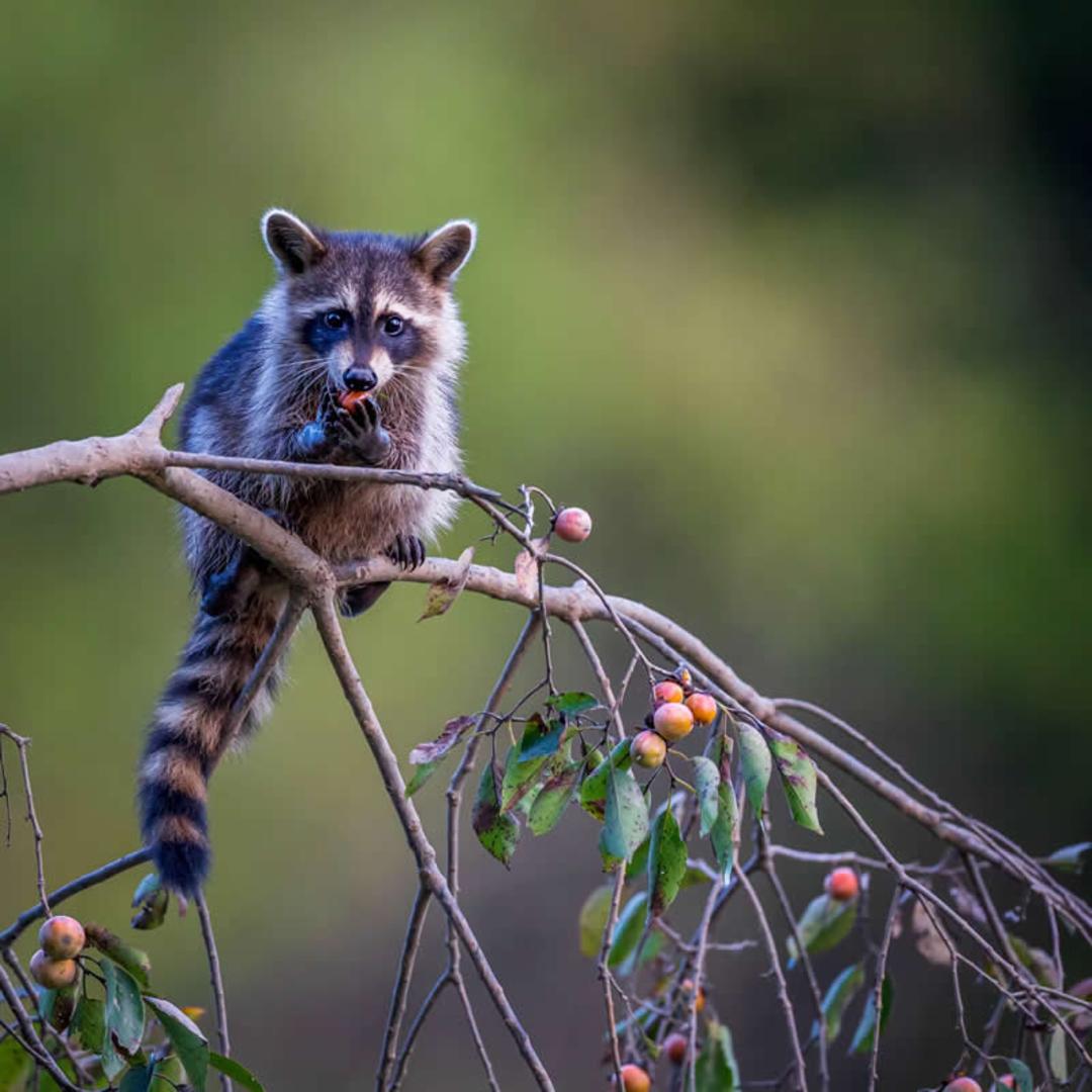 راکون (Raccoon) در حال خوردن میوه روی شاخه درخت در طبیعت