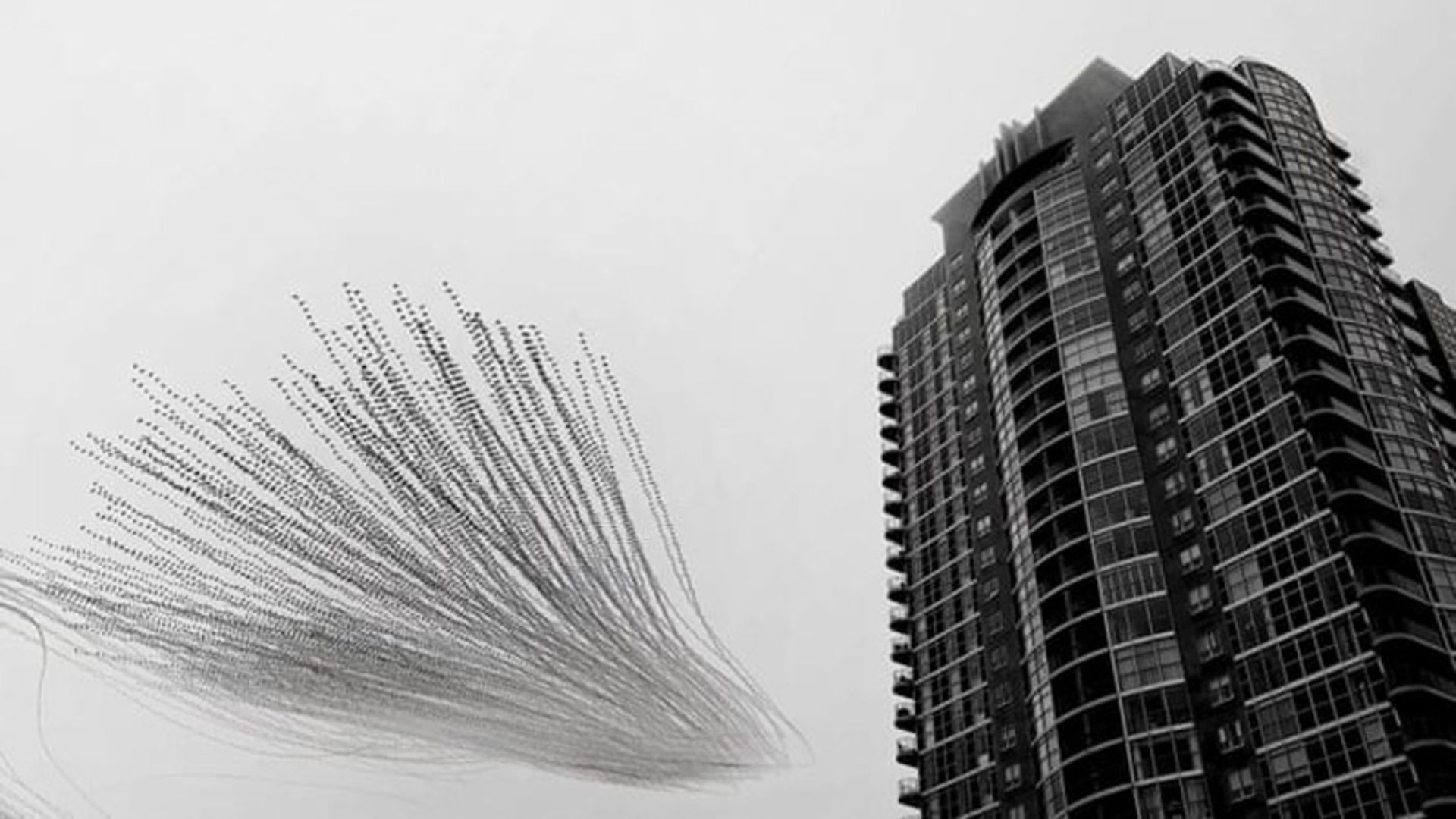 دسته‌ای از پرندگان در کنار یک ساختمان بلند شهری