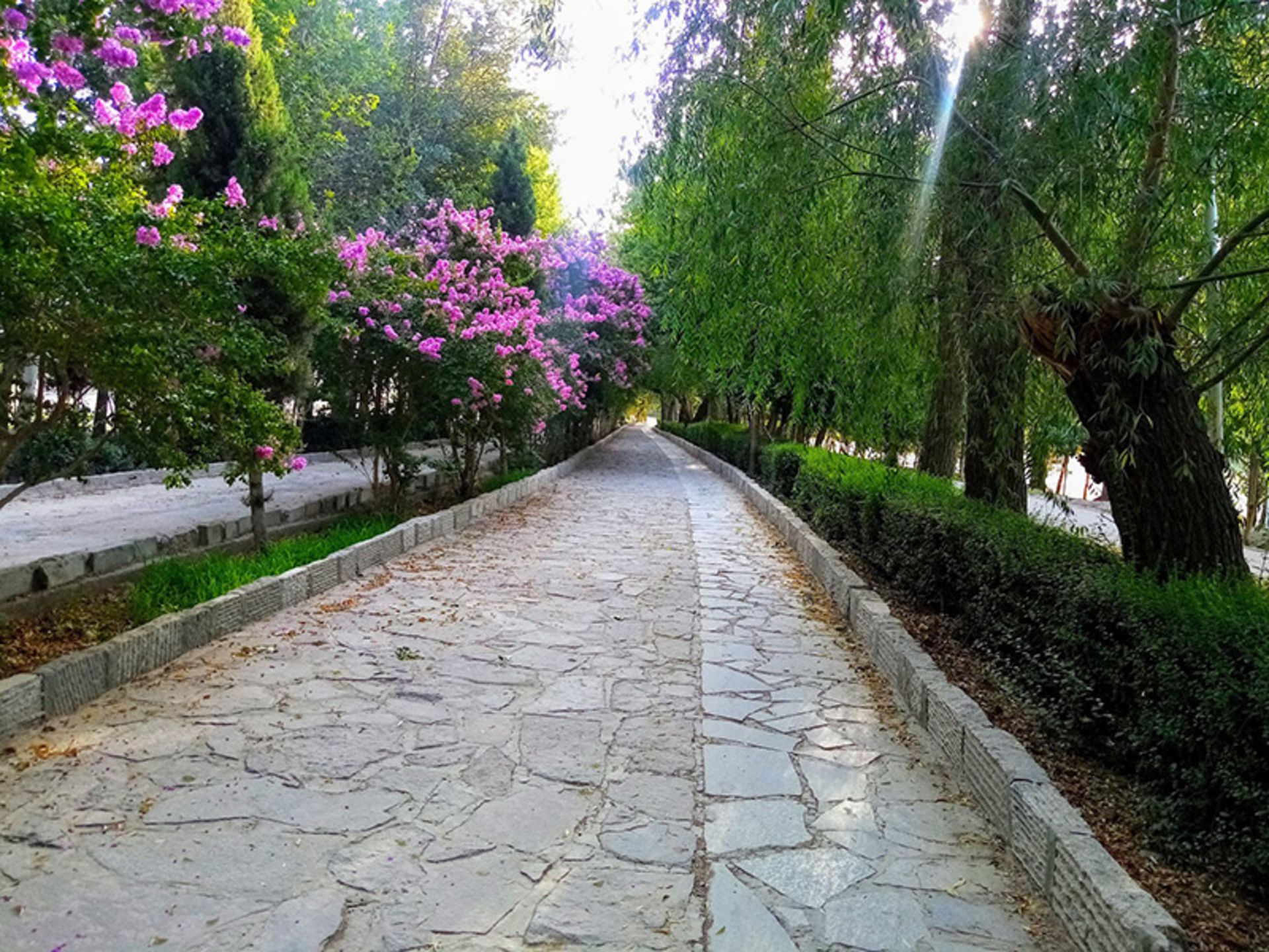 بوته های گل صورتی در پارک جنگلی ناژوان
