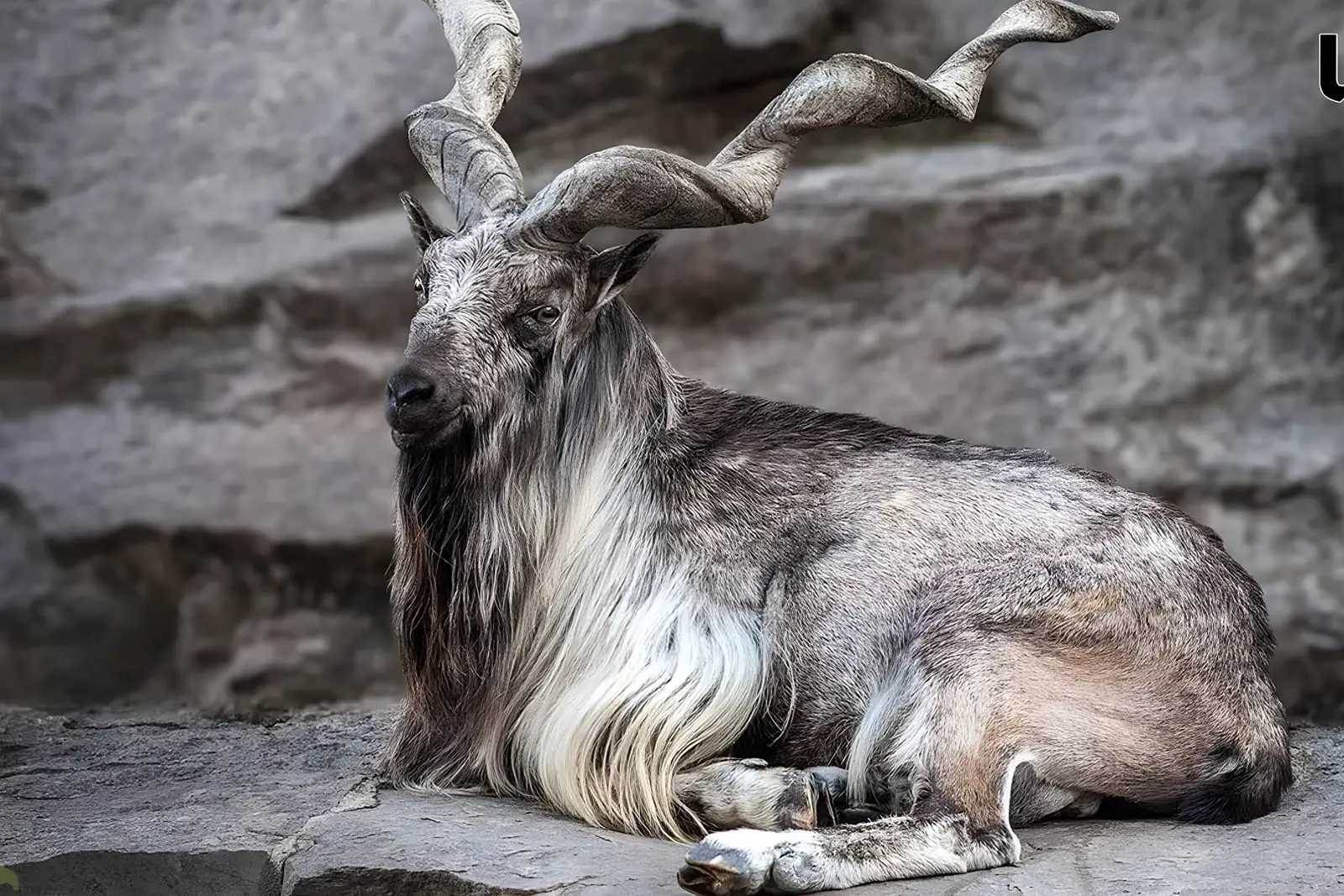 بز کوهی مارخور (Markhor) با شاخ‌های بزرگ روی صخره نشسته است